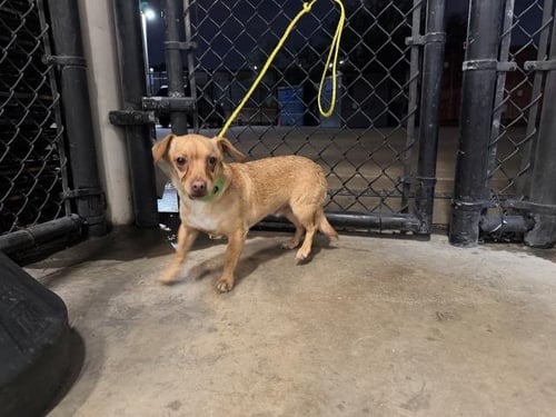 LITTLE JOHN - Chihuahua available for adoption