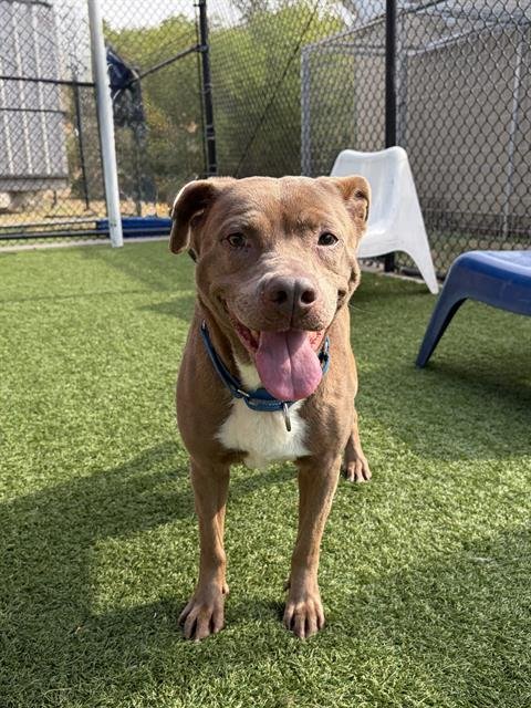 ROXIE - Pit Bull Terrier available for adoption
