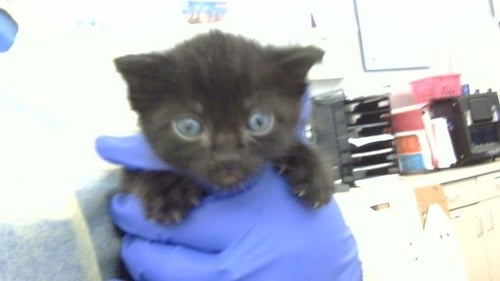 LUFFY - Domestic Medium Hair available for adoption
