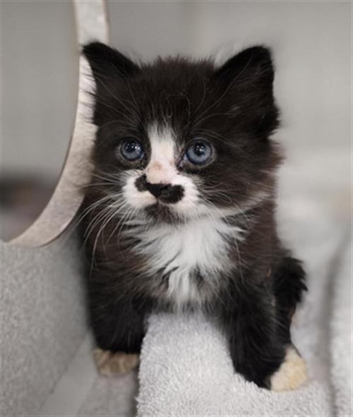 TAMPA - Domestic Short Hair available for adoption