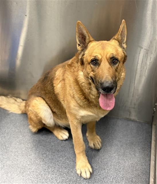 BRANDON - German Shepherd Dog available for adoption