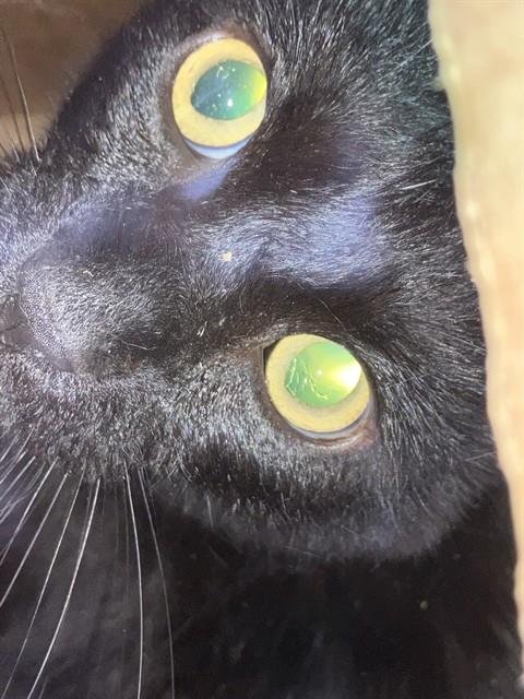 SHEN - Domestic Short Hair available for adoption