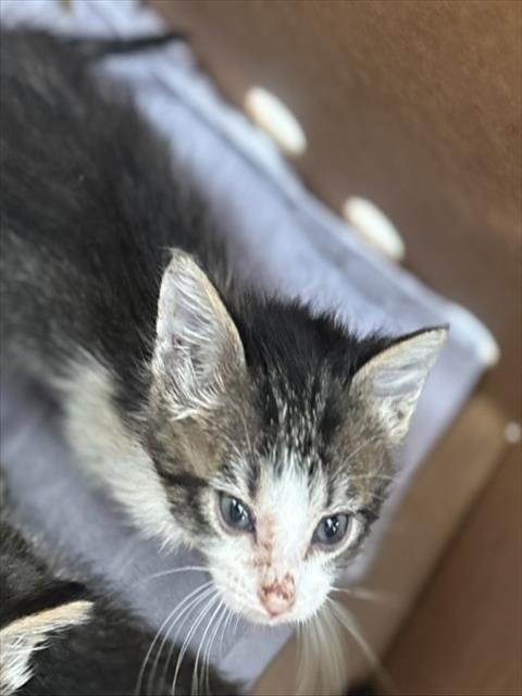 ASH - Domestic Short Hair available for adoption