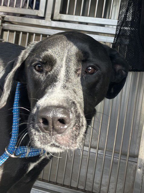 BELLA - Labrador Retriever / Pit Bull Terrier available for adoption
