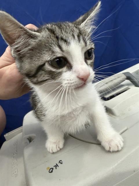 STAR - Domestic Short Hair available for adoption
