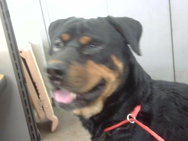 JET - Rottweiler available for adoption