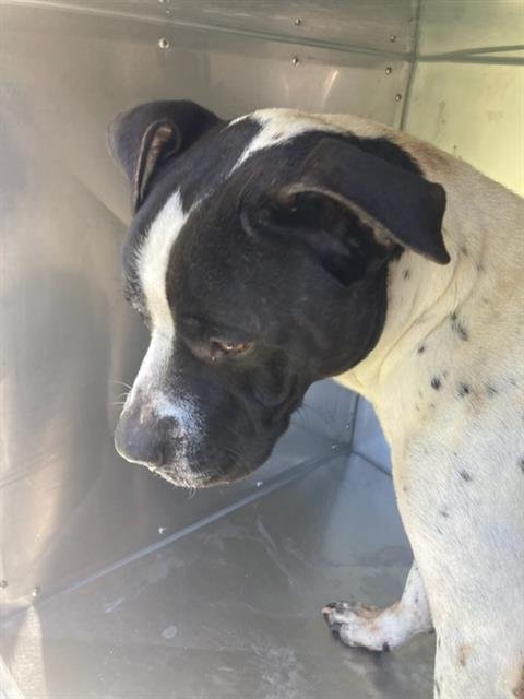 KAIGE - Pit Bull Terrier available for adoption