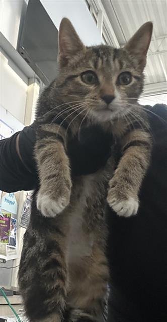 MAVERICK - Domestic Short Hair available for adoption