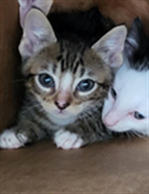 SANTIAGO - Domestic Medium Hair available for adoption