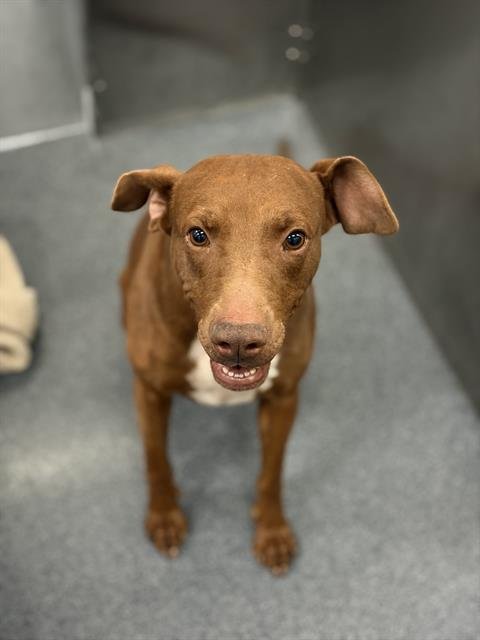 BELLA - Doberman Pinscher / Pit Bull Terrier available for adoption