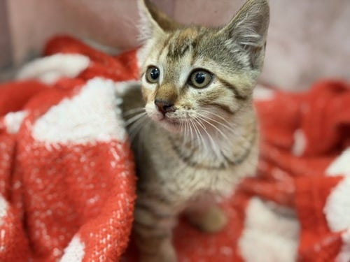 YETI - Domestic Short Hair available for adoption
