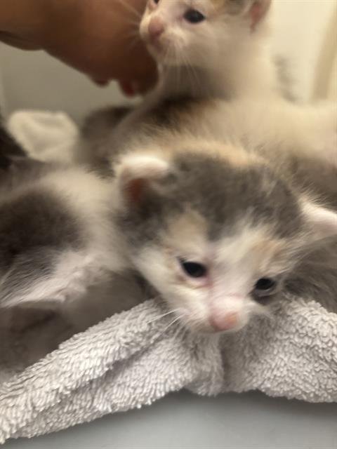 ZORO - Domestic Short Hair available for adoption