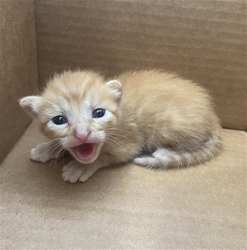 OLIVER - Domestic Short Hair available for adoption