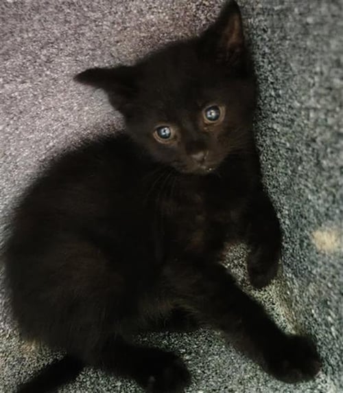 MIDNIGHT - Domestic Short Hair available for adoption