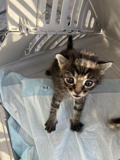 WALLY - Domestic Short Hair available for adoption