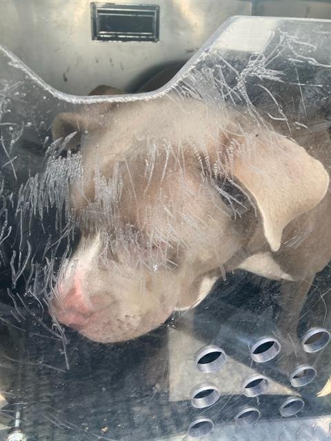 VALLEY - Pit Bull Terrier available for adoption