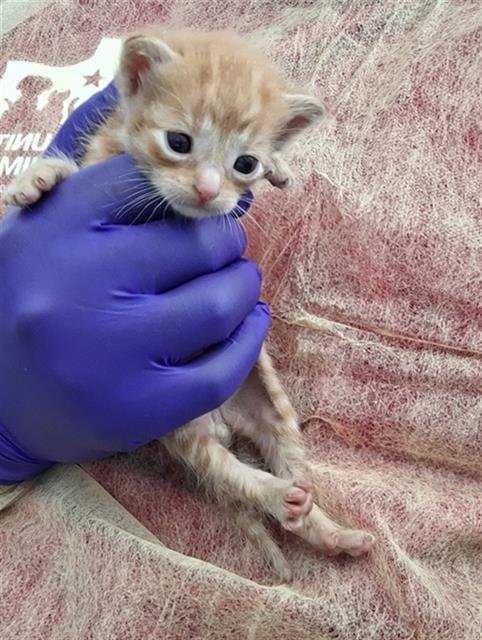 TURTLE - Domestic Short Hair available for adoption