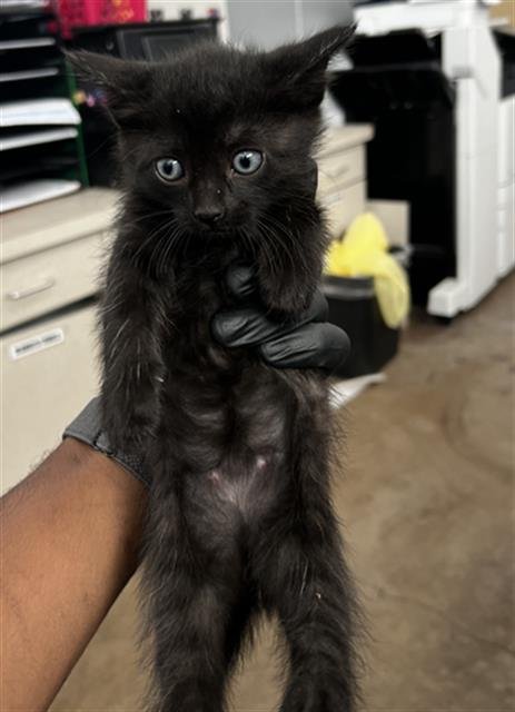 WIZARD - Domestic Long Hair available for adoption