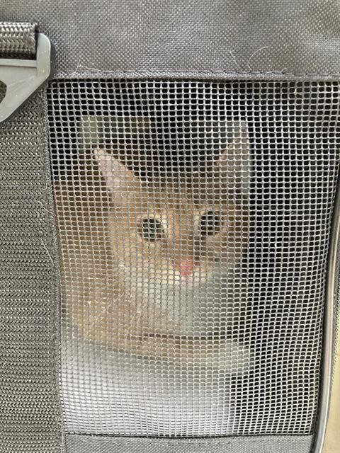 SOL - Domestic Short Hair available for adoption