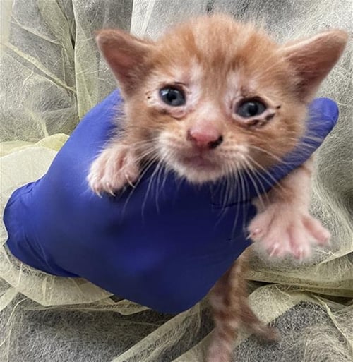 KIA - Domestic Short Hair available for adoption