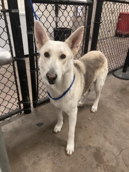 LADY (PCD) - German Shepherd Dog available for adoption