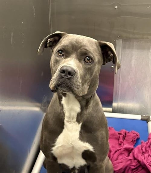 HOMIE - Pit Bull Terrier available for adoption