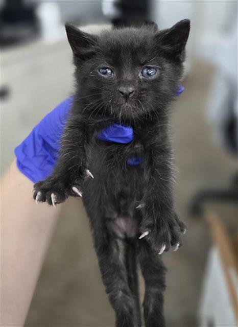LOKI - Domestic Short Hair available for adoption