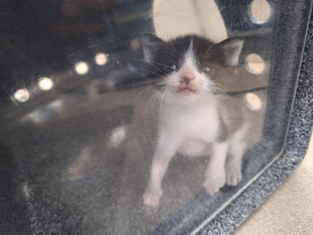 GRAVY - Domestic Short Hair available for adoption