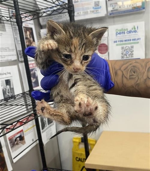 CINNAMON - Domestic Short Hair available for adoption