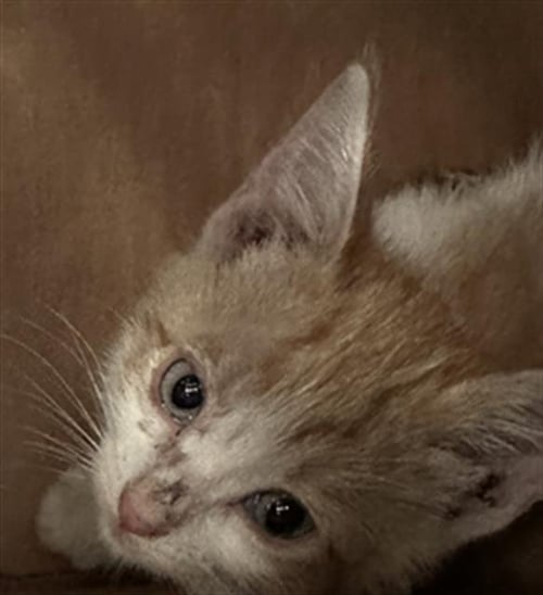 CASEY - Domestic Short Hair available for adoption