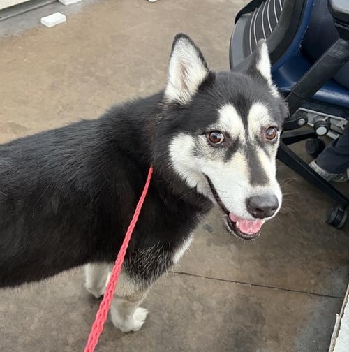 SKY - Husky available for adoption