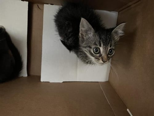 SIMBA - Domestic Short Hair for adoption in Irving