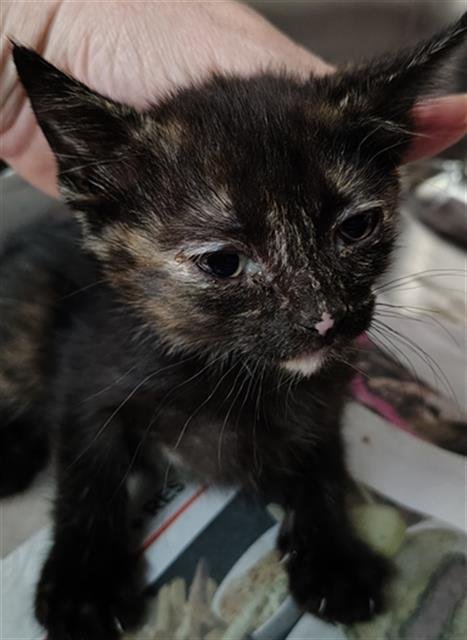 KELLY - Domestic Short Hair available for adoption