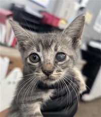 LUNA - Photo 1