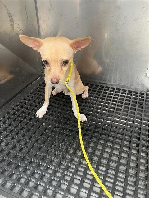 CHINO - Chihuahua available for adoption