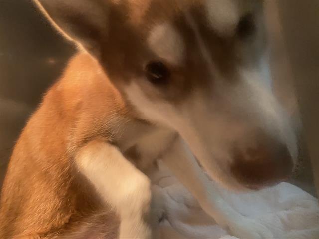 LILA - Siberian Husky available for adoption