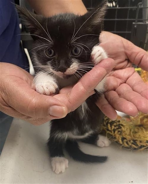 TRUFFLE - Domestic Short Hair available for adoption