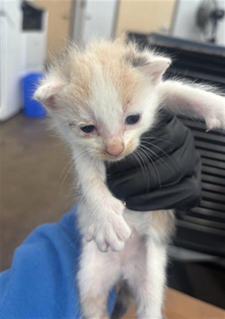 HONEY - Domestic Short Hair available for adoption