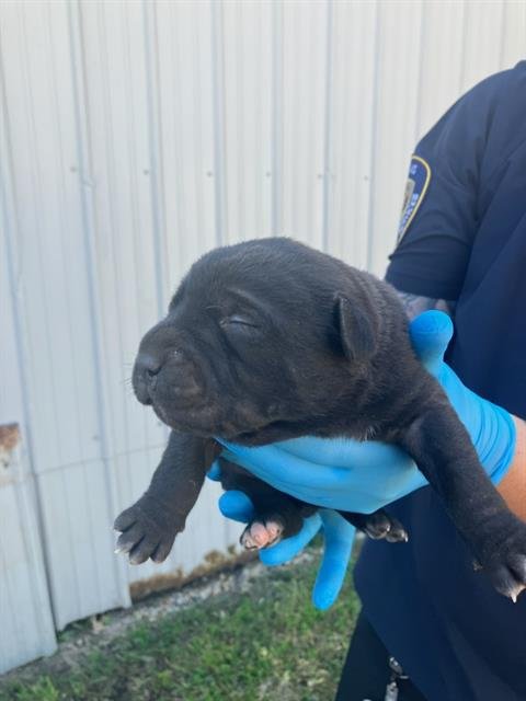 3 - Pit Bull Terrier available for adoption