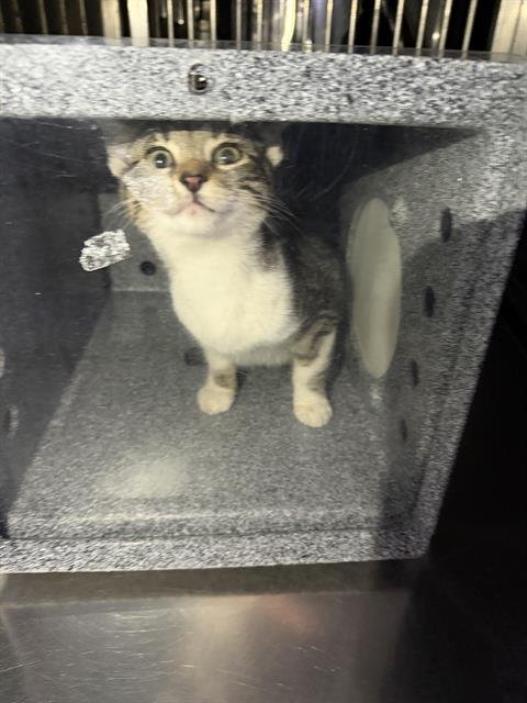 STACY - Domestic Medium Hair available for adoption