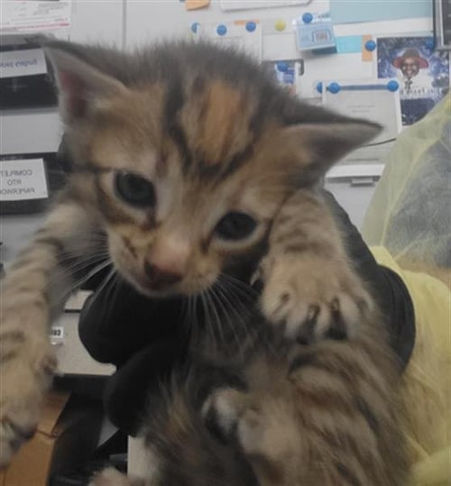 SERAPHINA - Domestic Medium Hair available for adoption