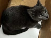 BRAXTON - Photo 1
