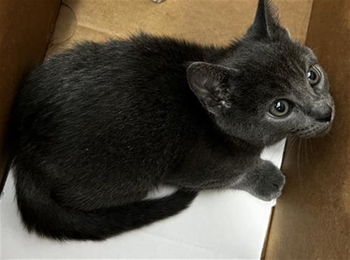 BRAXTON - Domestic Medium Hair available for adoption