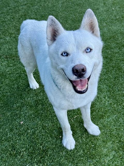 SHORTY - Husky available for adoption