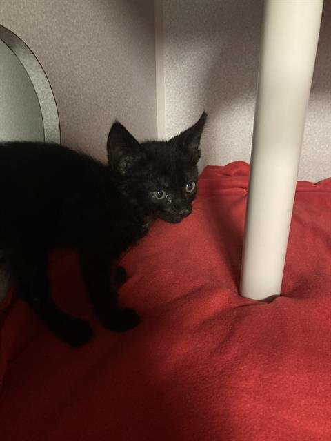 RAMONA - Domestic Short Hair available for adoption