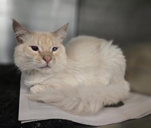 SNOW - Domestic Medium Hair available for adoption