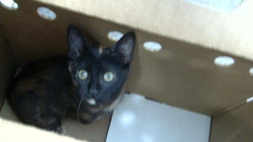 ELINOR - Domestic Long Hair available for adoption