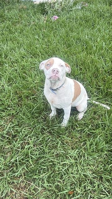 KING - Pit Bull Terrier available for adoption