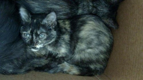 BOA - Domestic Short Hair available for adoption