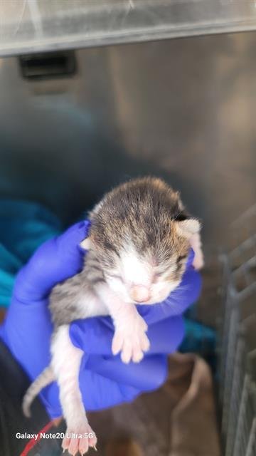 CORTADO - Domestic Short Hair available for adoption